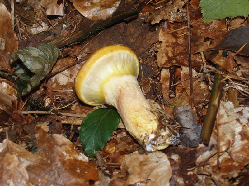 Goldröhrling