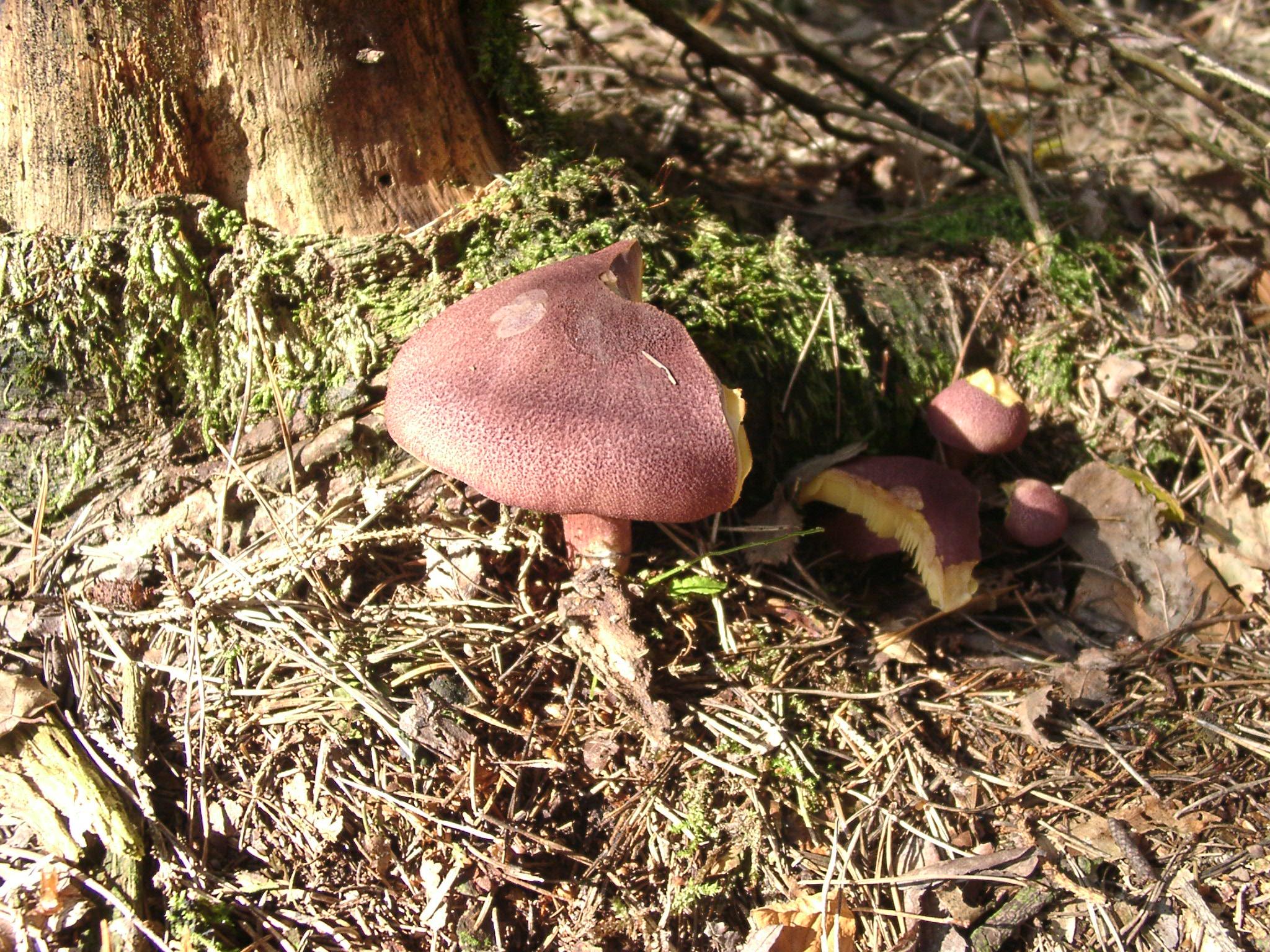 Rötlicher Holzritterling