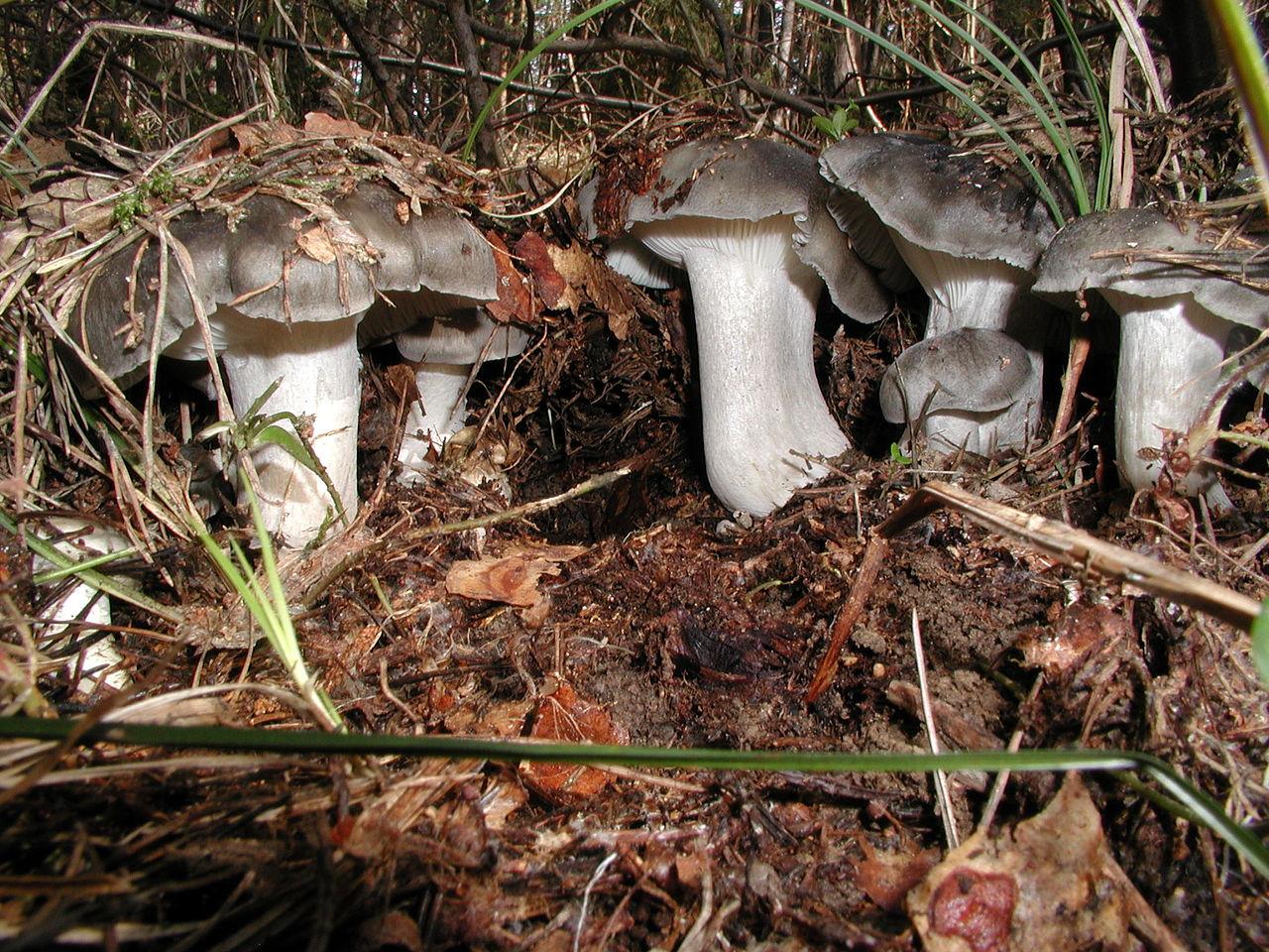 Märzschneckling