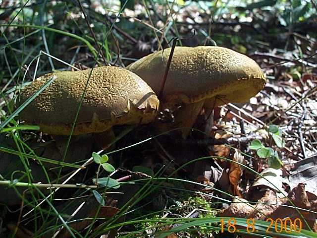 Ziegenlippe