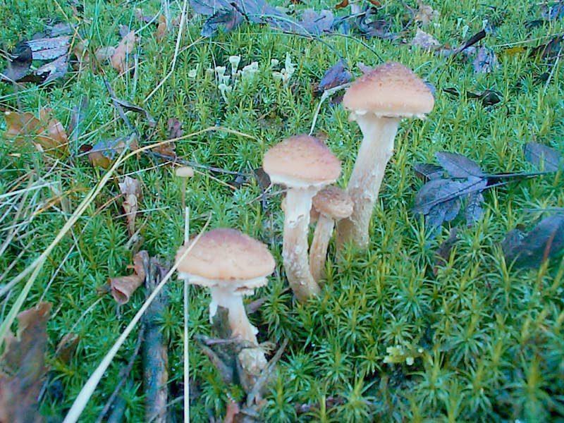 Hallimasch, Wandelbarer Hallimasch.