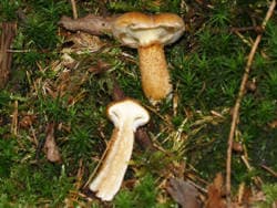 Hohlfußröhrling