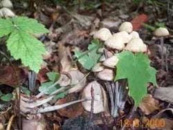 Knopfstieliger Rübling