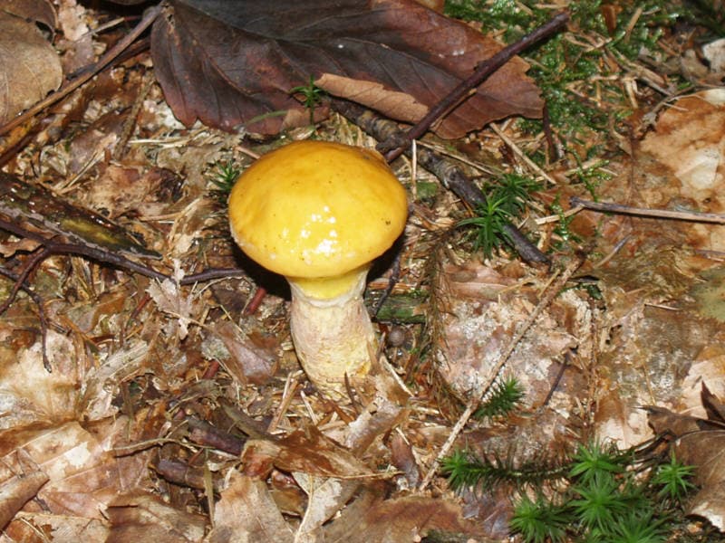 Goldröhrling