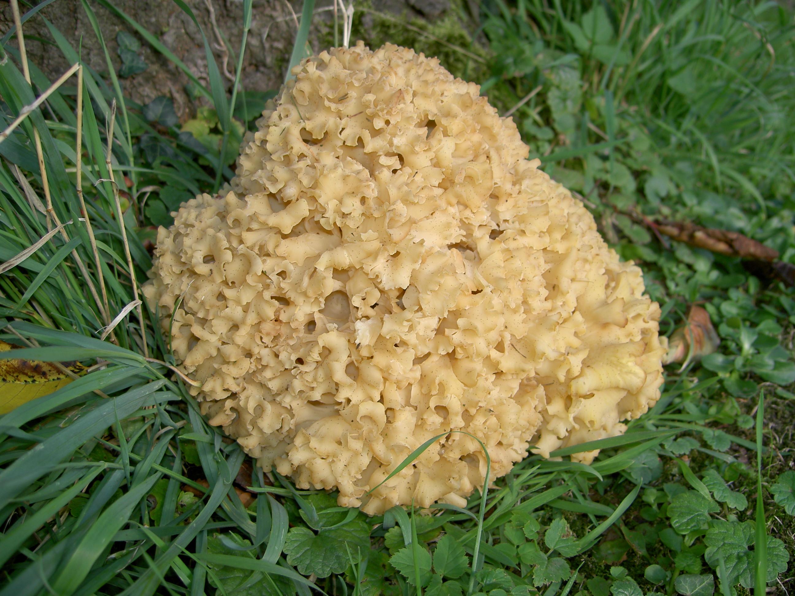 Krause Glucke