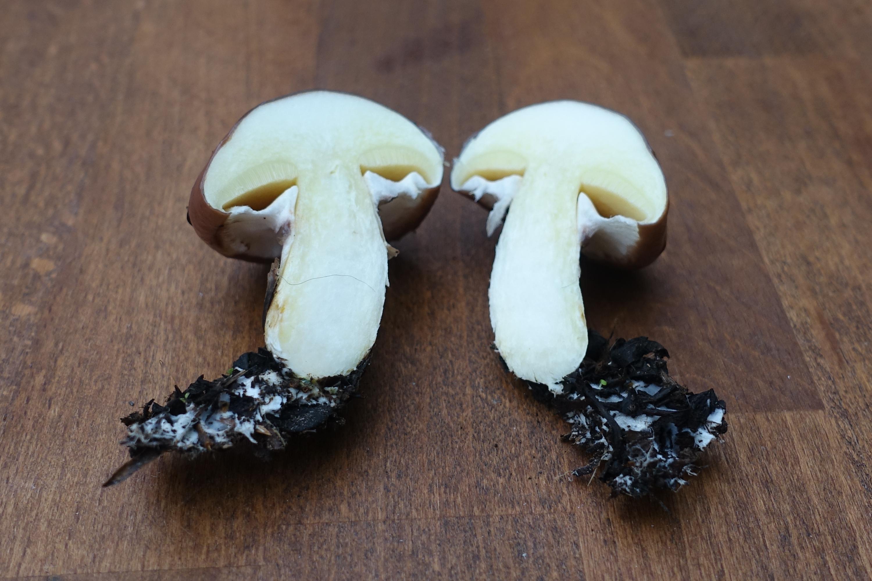 Butterpilz