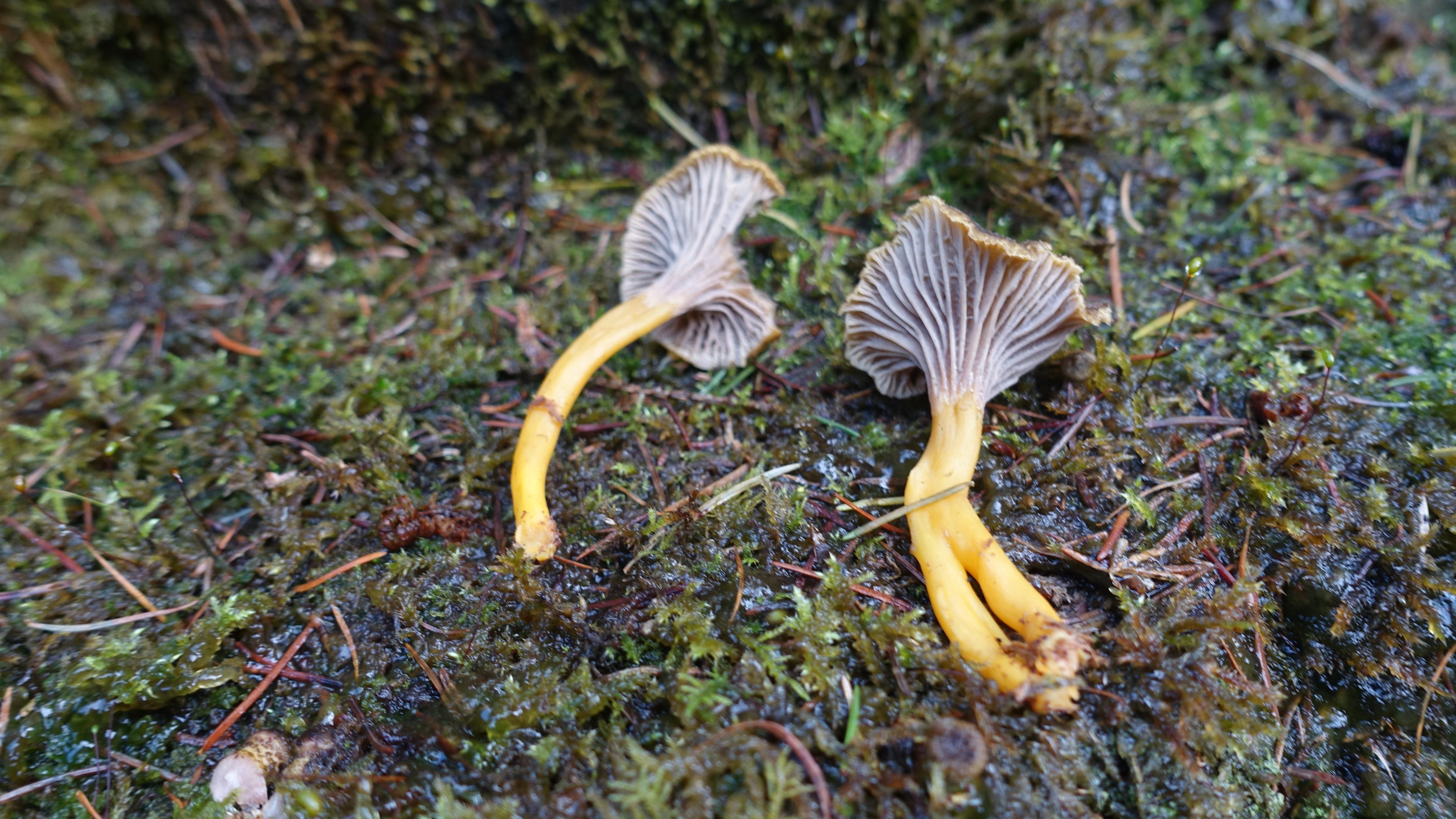 Gelbstieliger Trompetenpfifferling