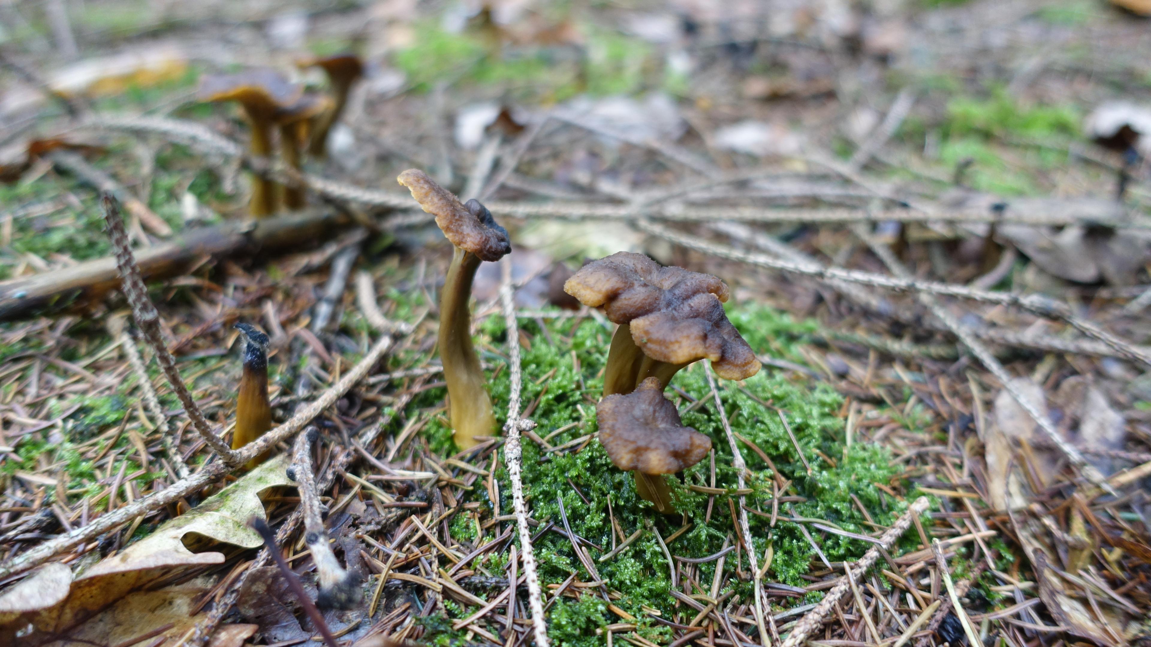 Trompetenpfifferling
