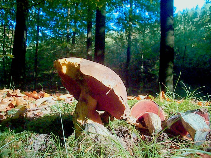 Flockenstieliger Hexenröhrling