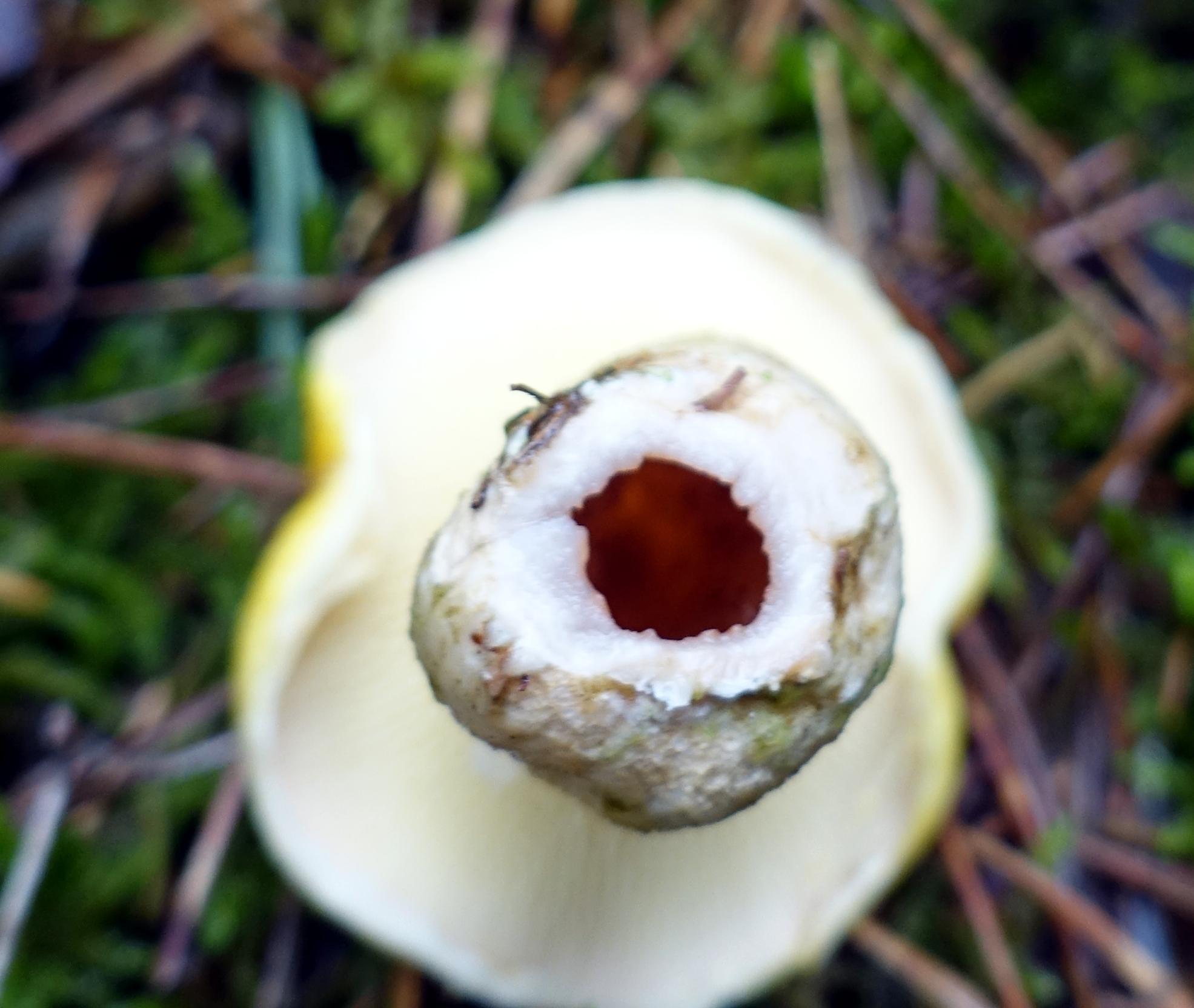 Gelber Hohlfußröhrling