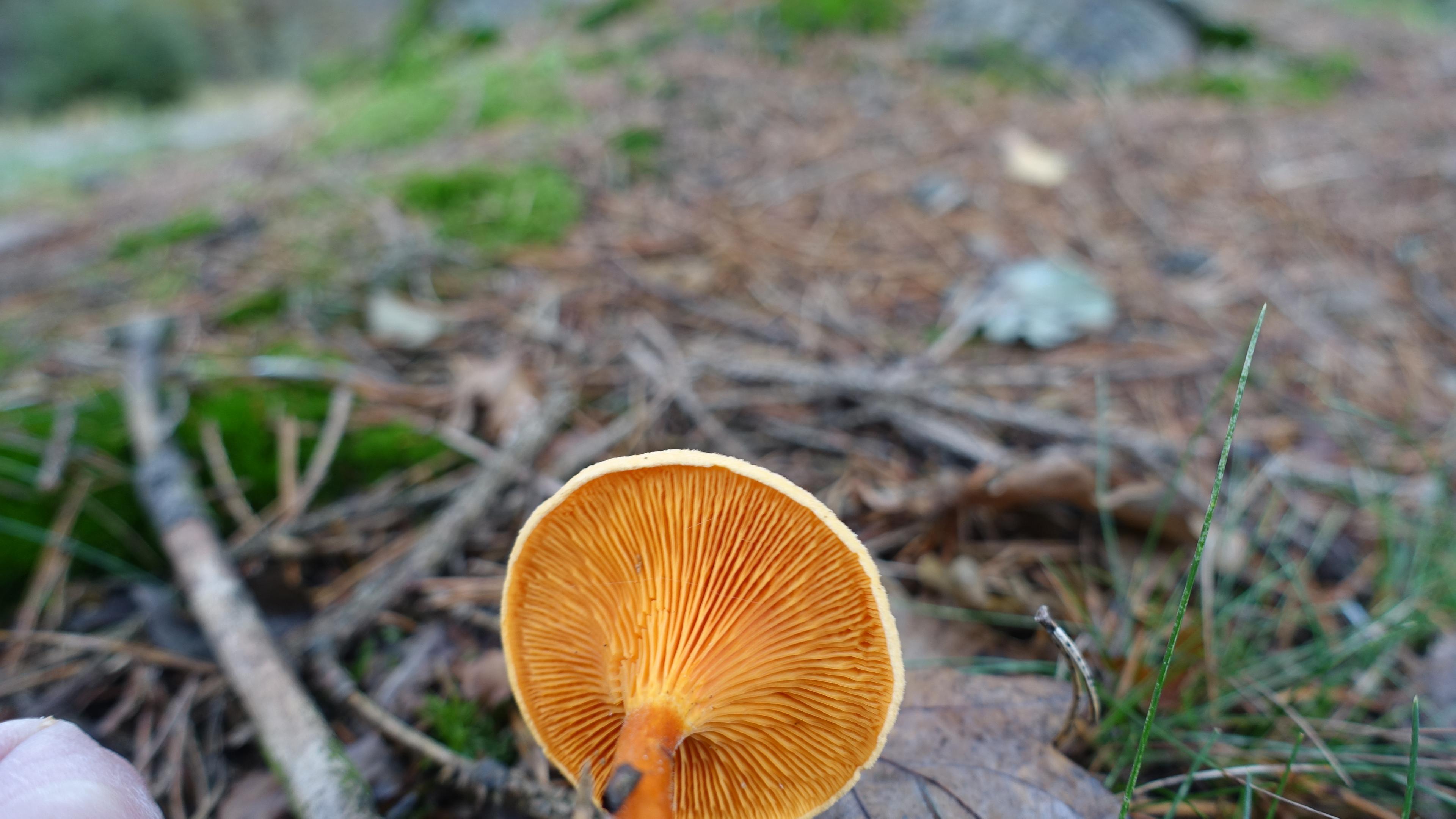 Falscher Pfifferling