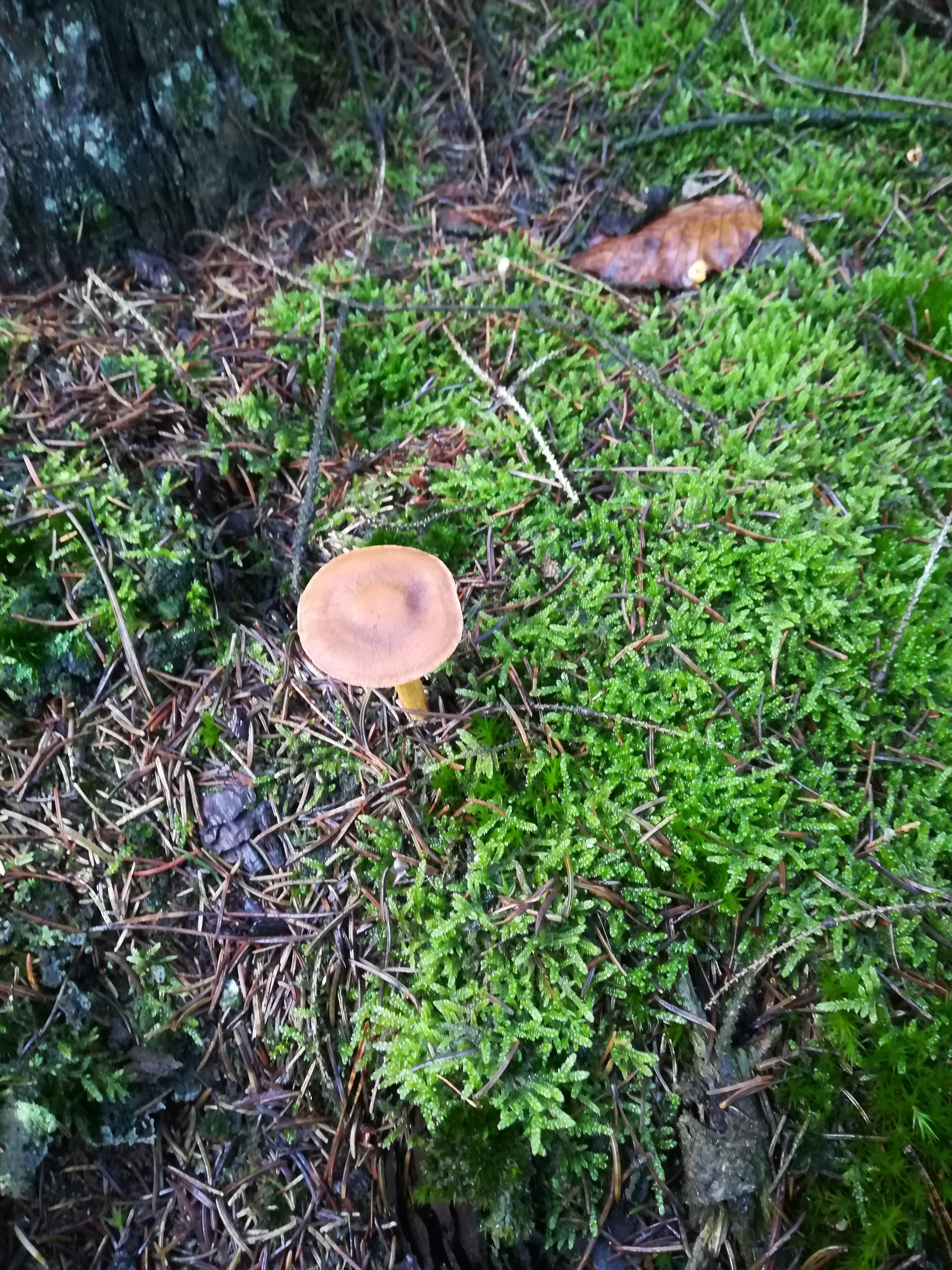 Blutblättriger Hautkopf