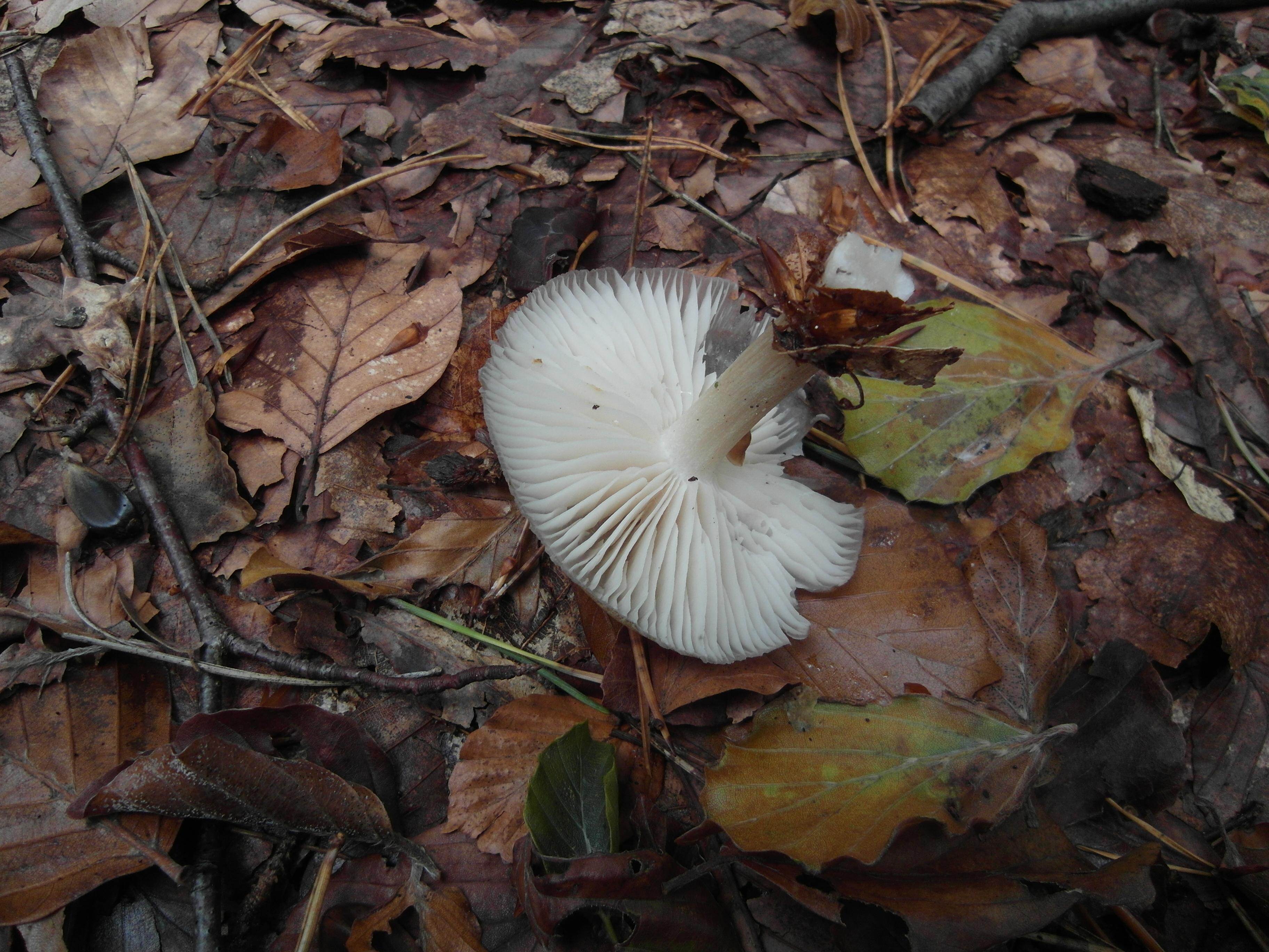 Breitblättriger Holzrübling