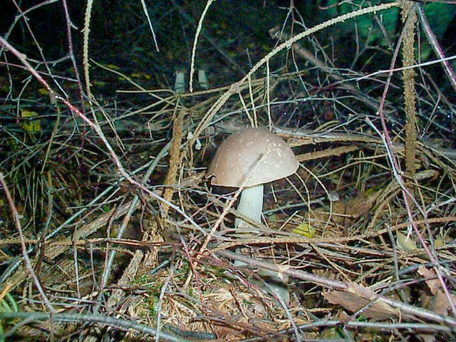 Vielfärbender Birkenpilz