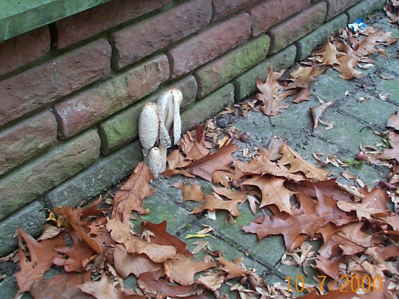 Schopftintling