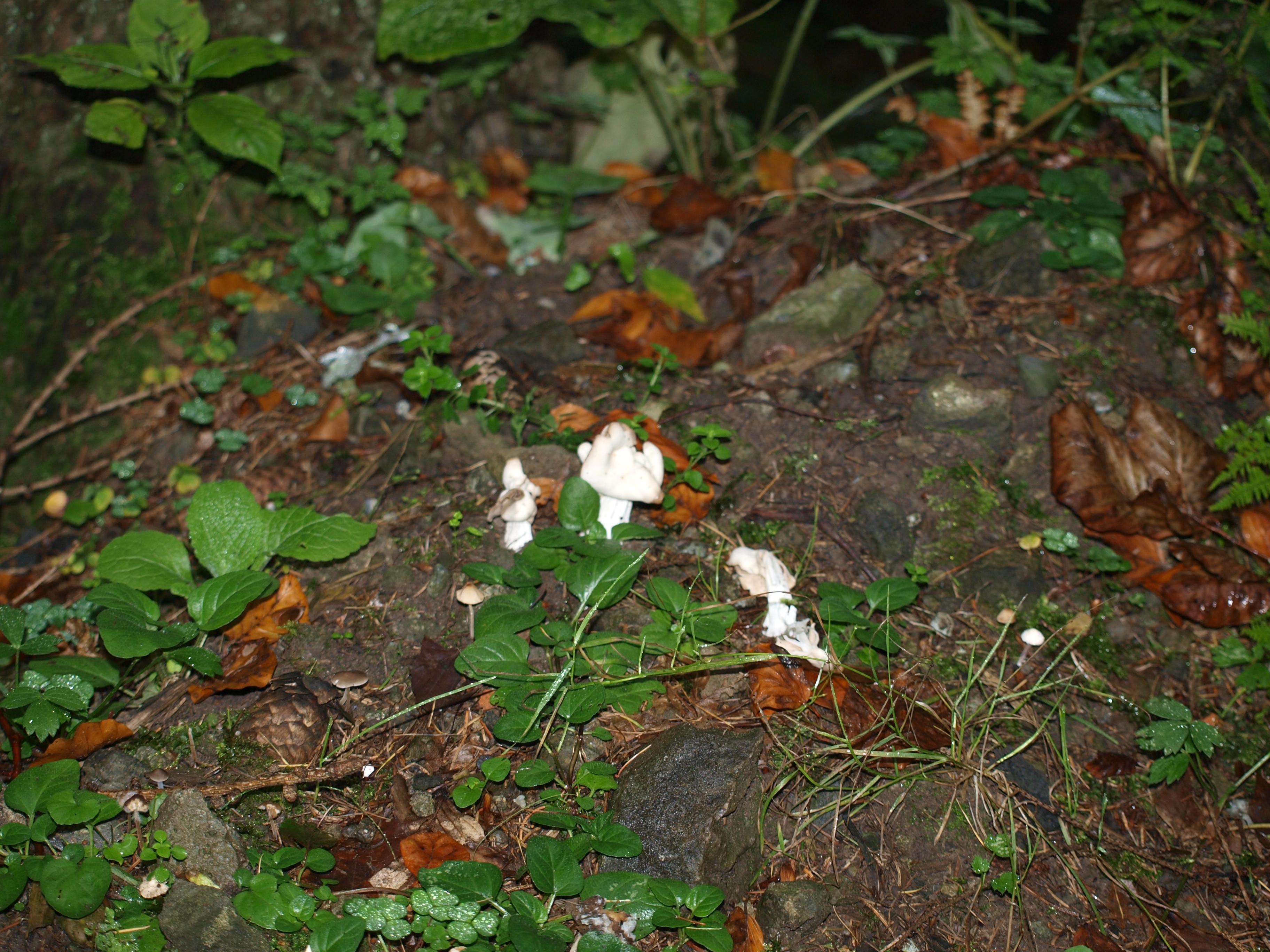 Herbstlorchel, Krause Lorchel