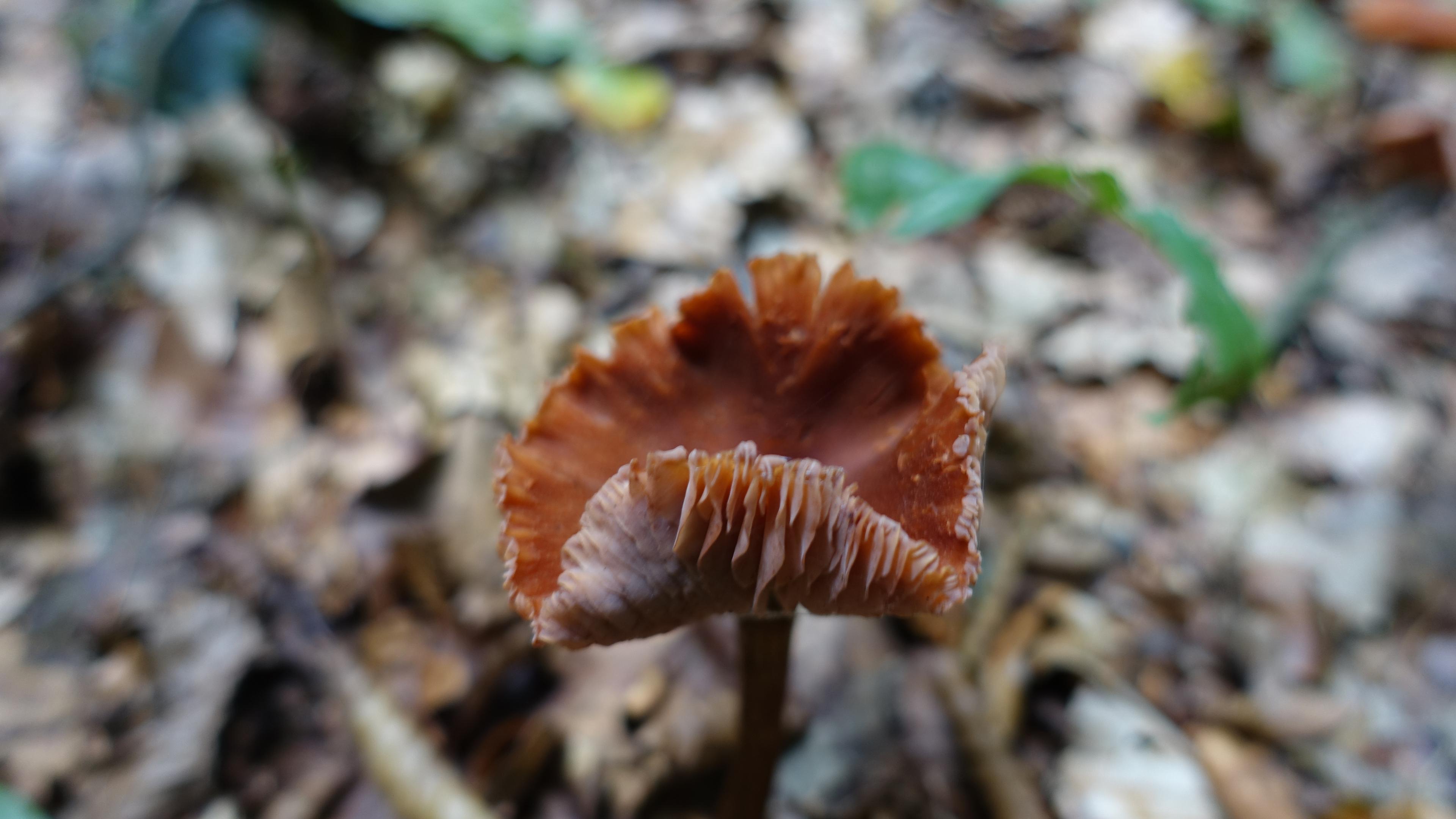 Ziegelroter Rißpilz