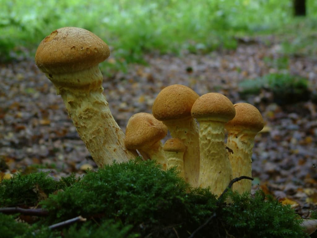 Geschmueckter Schleimkopf