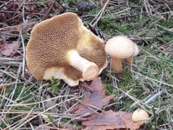 Kuhröhrling