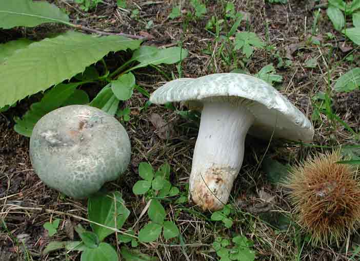 Grüngefelderter Täubling
