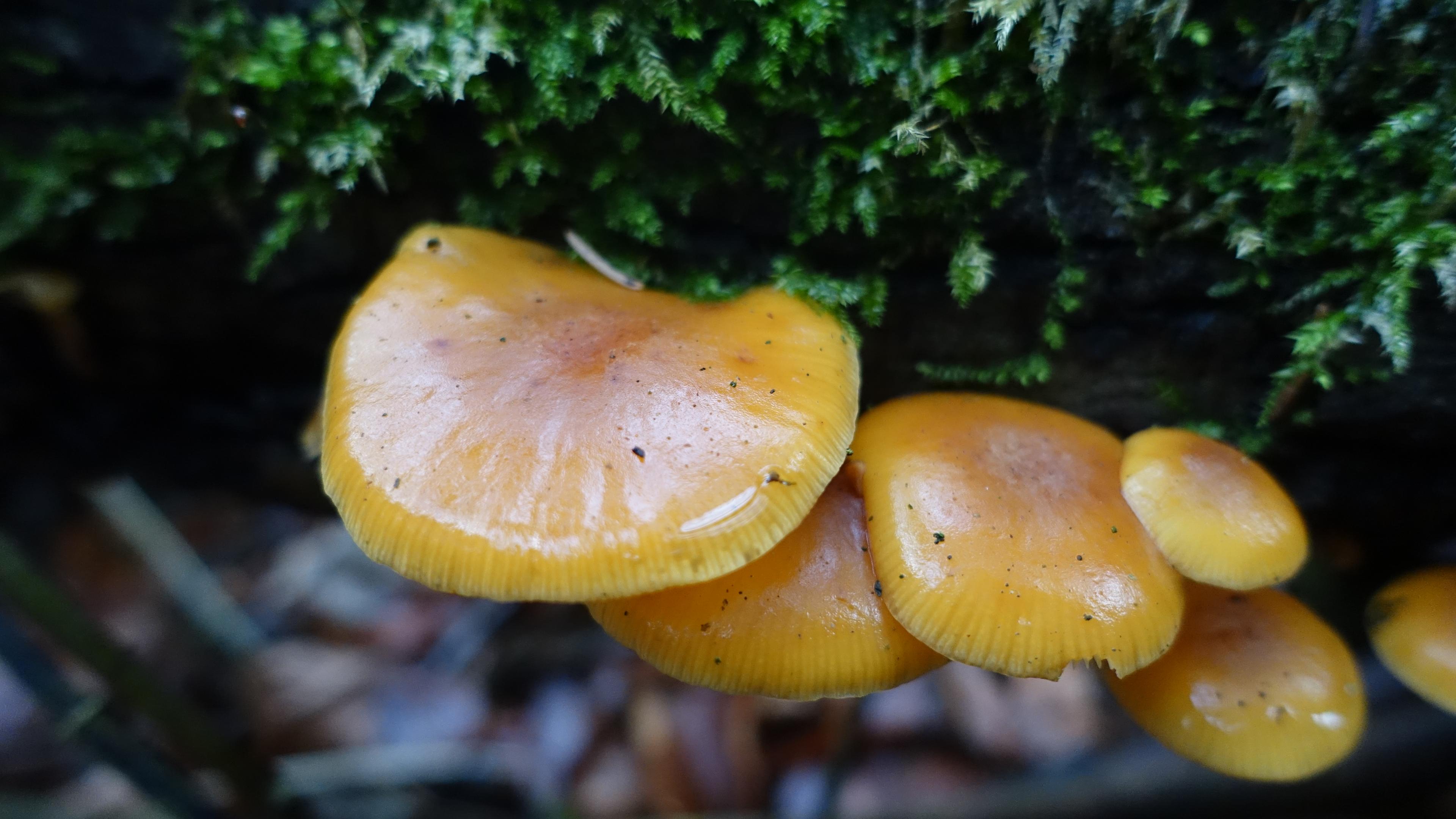 Samtfußrübling