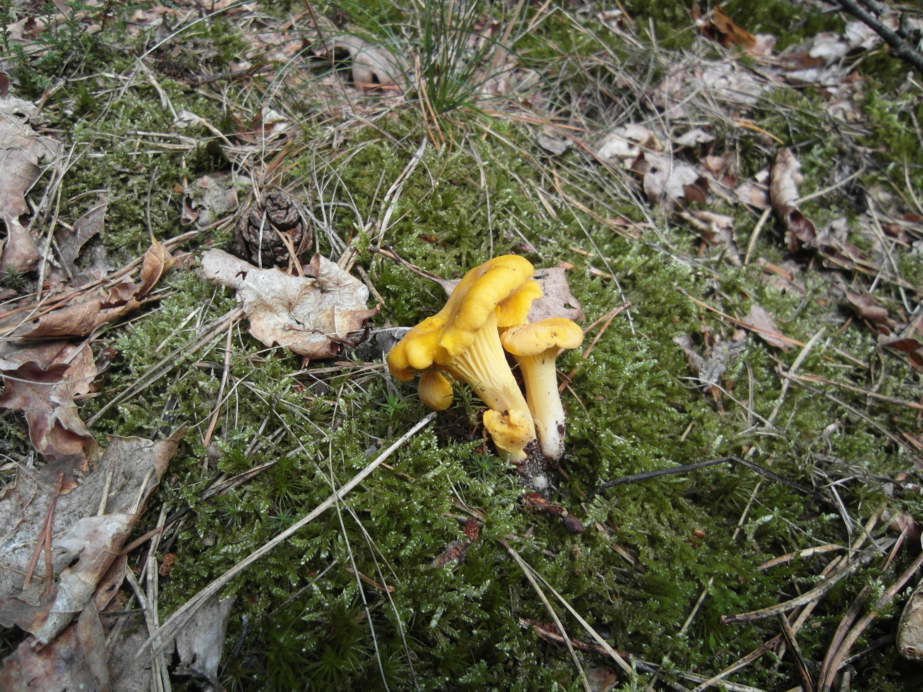 Pfifferling oder Eierschwamm