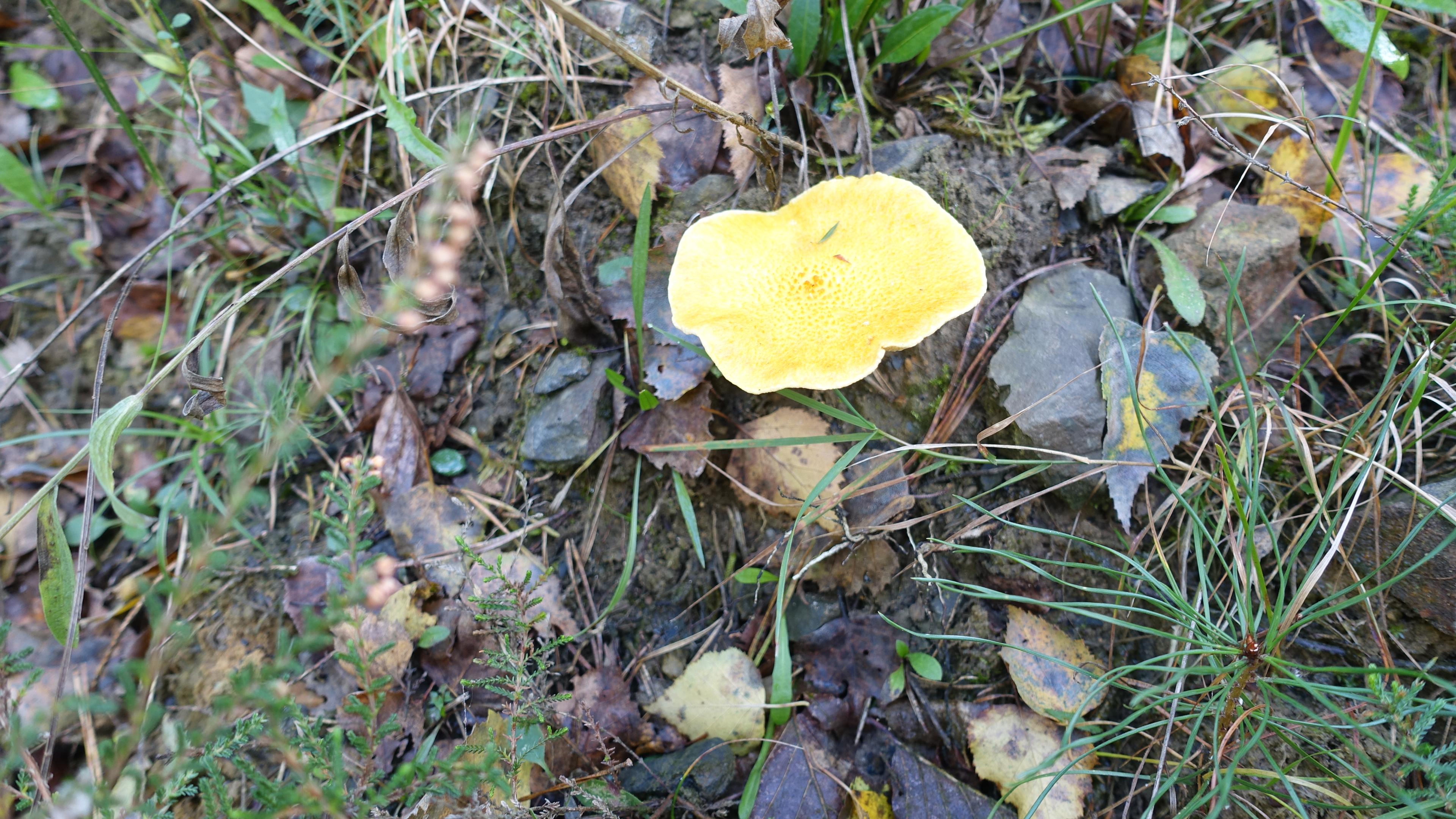 Goldröhrling
