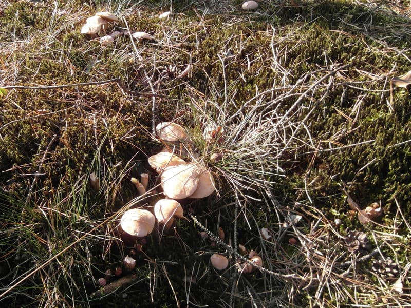 Kuhröhrling
