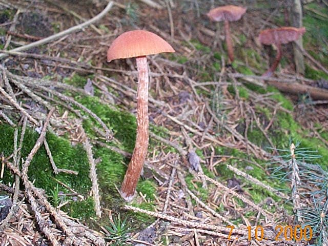 Braunroter Lack-Trichterling