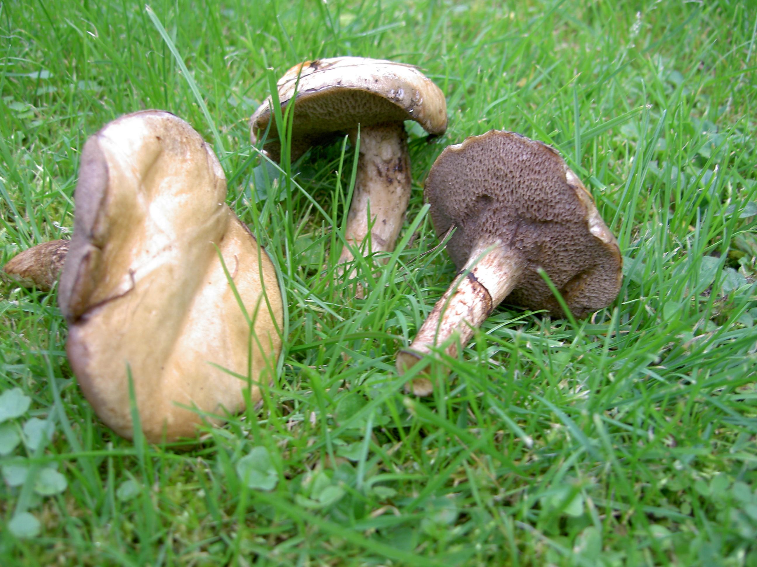 Butterpilz