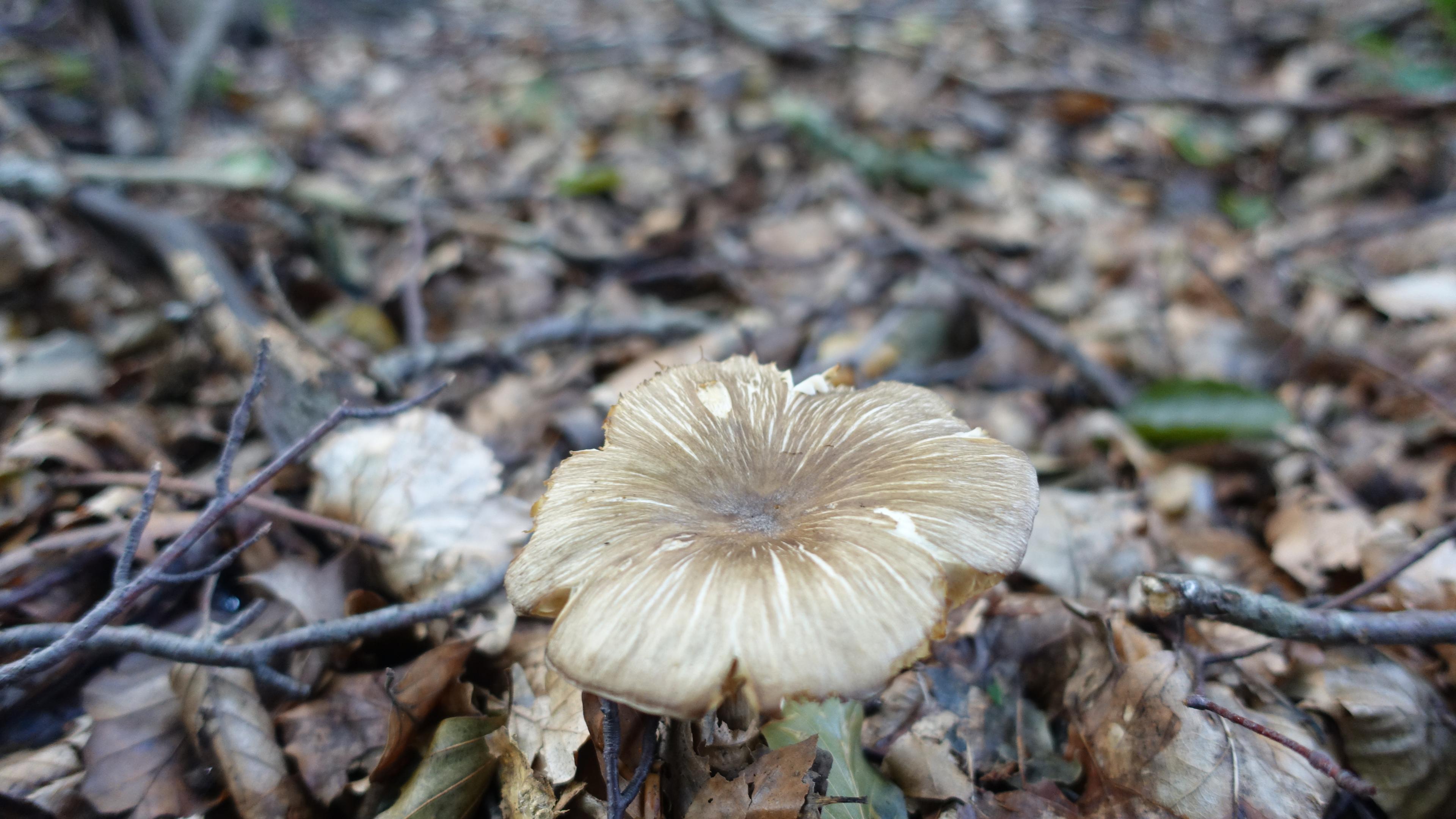Breitblättriger Holzrübling
