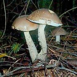 Vielfärbender Birkenpilz