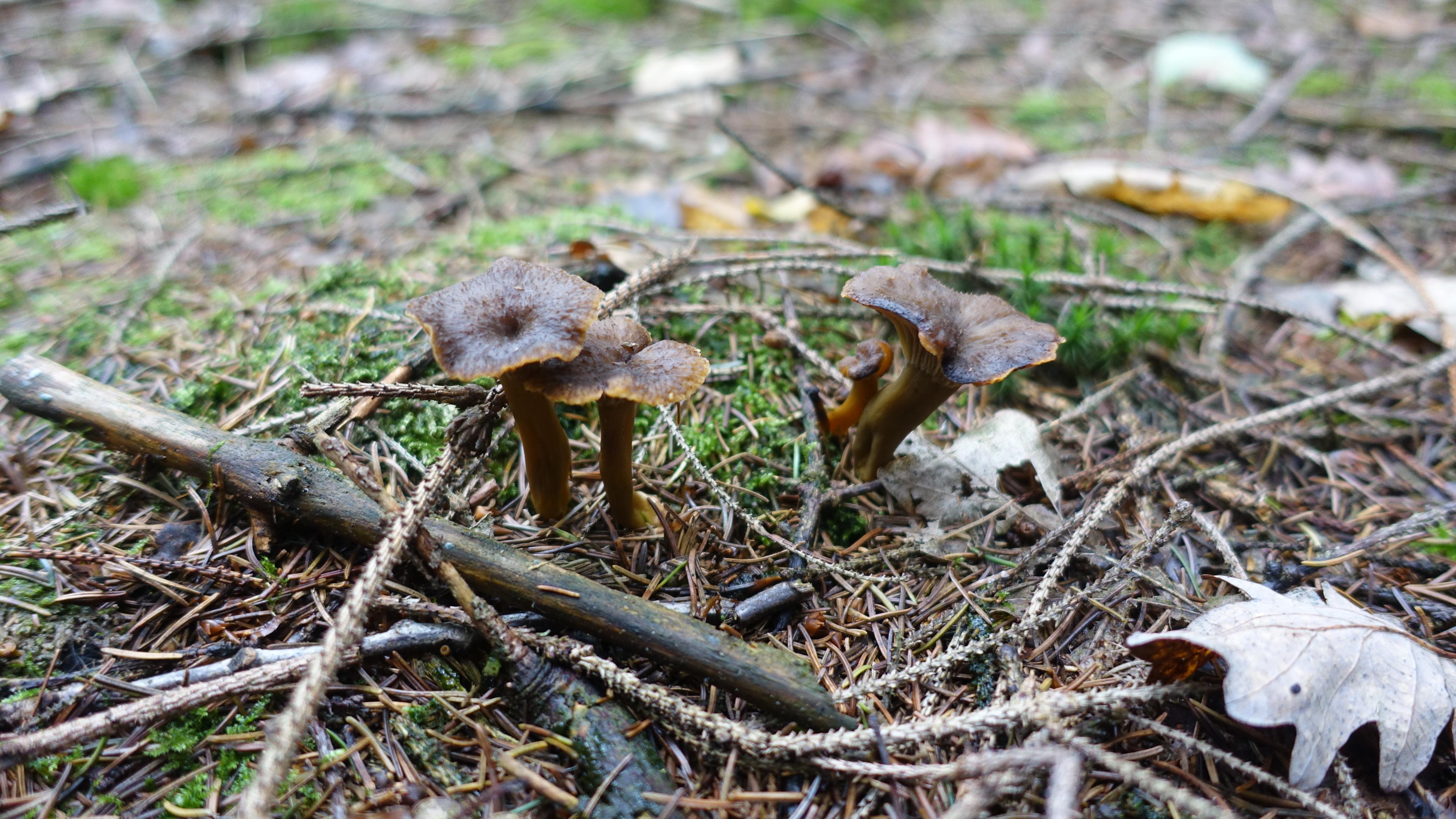 Trompetenpfifferling