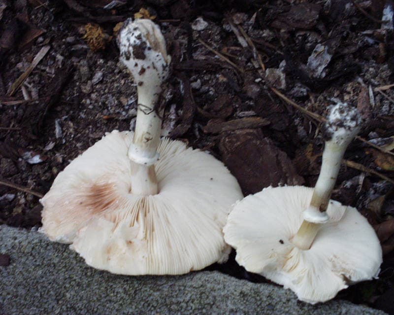 Rosablätriger Egerlingsschirmling