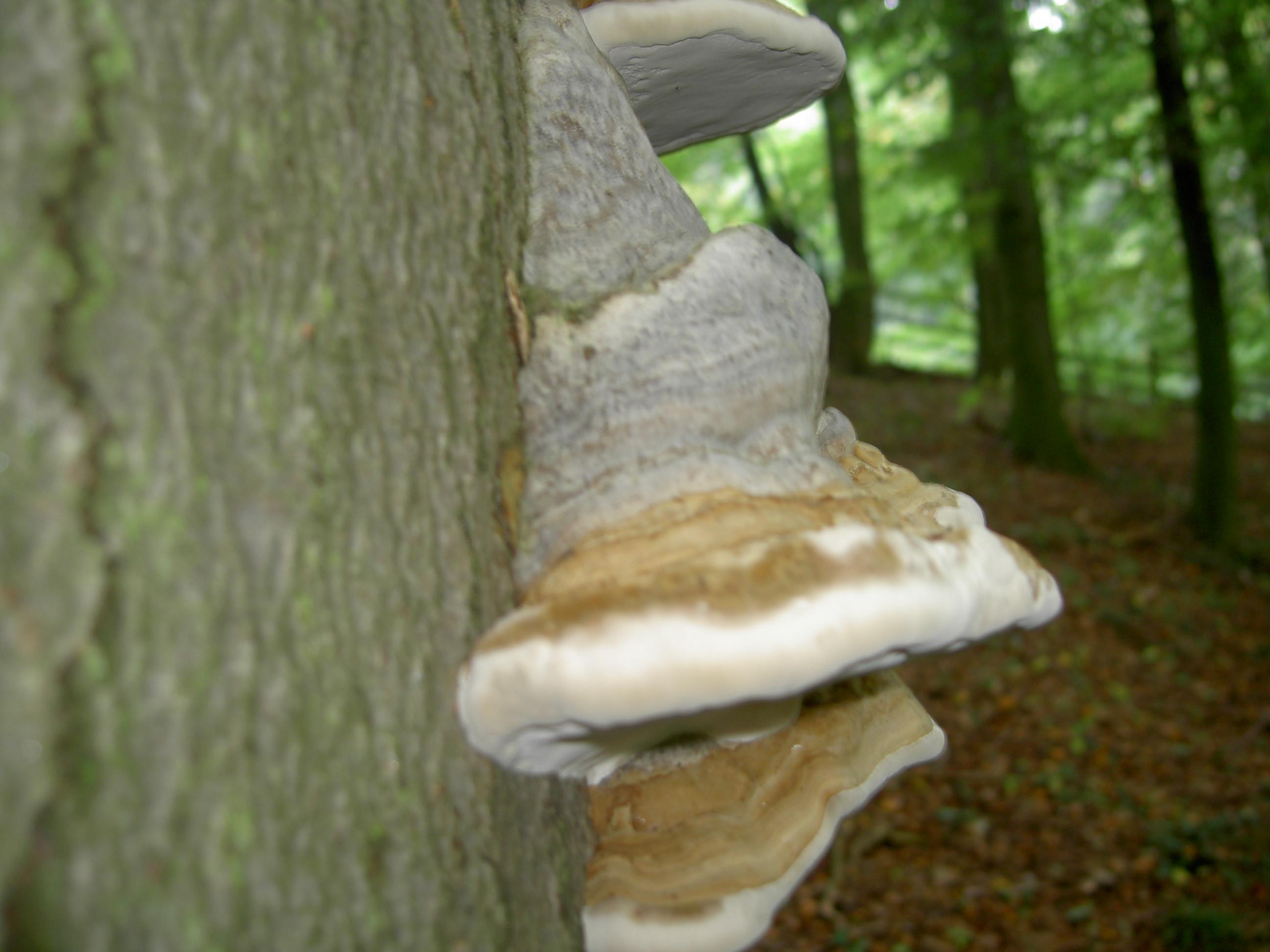 Zunderschwamm