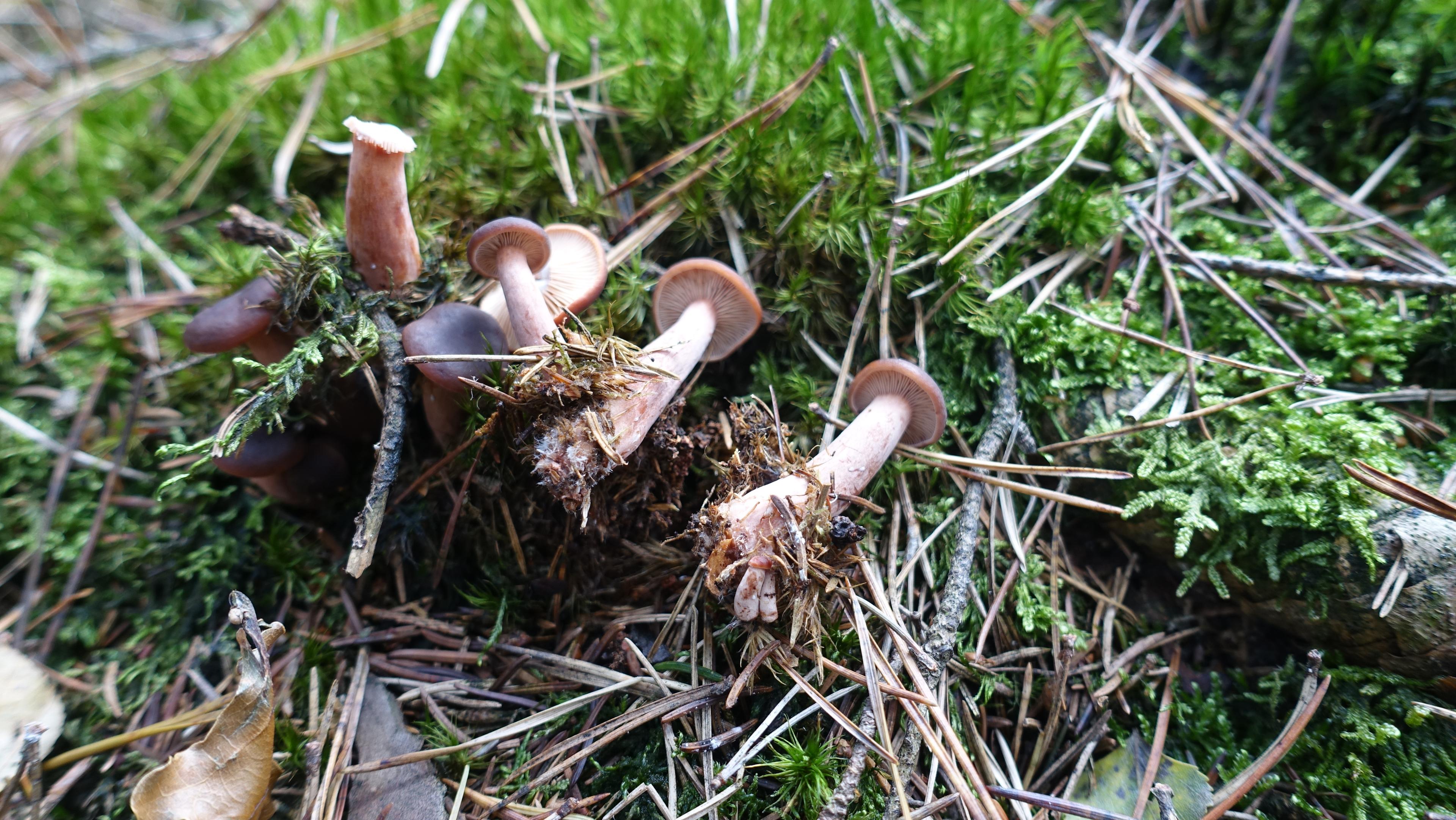 Feinschuppiger Ritterling