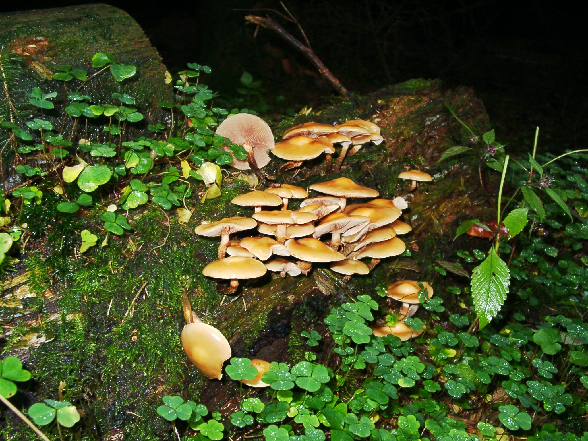 Stockschwämmchen