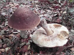 Hainbuchenröhrling