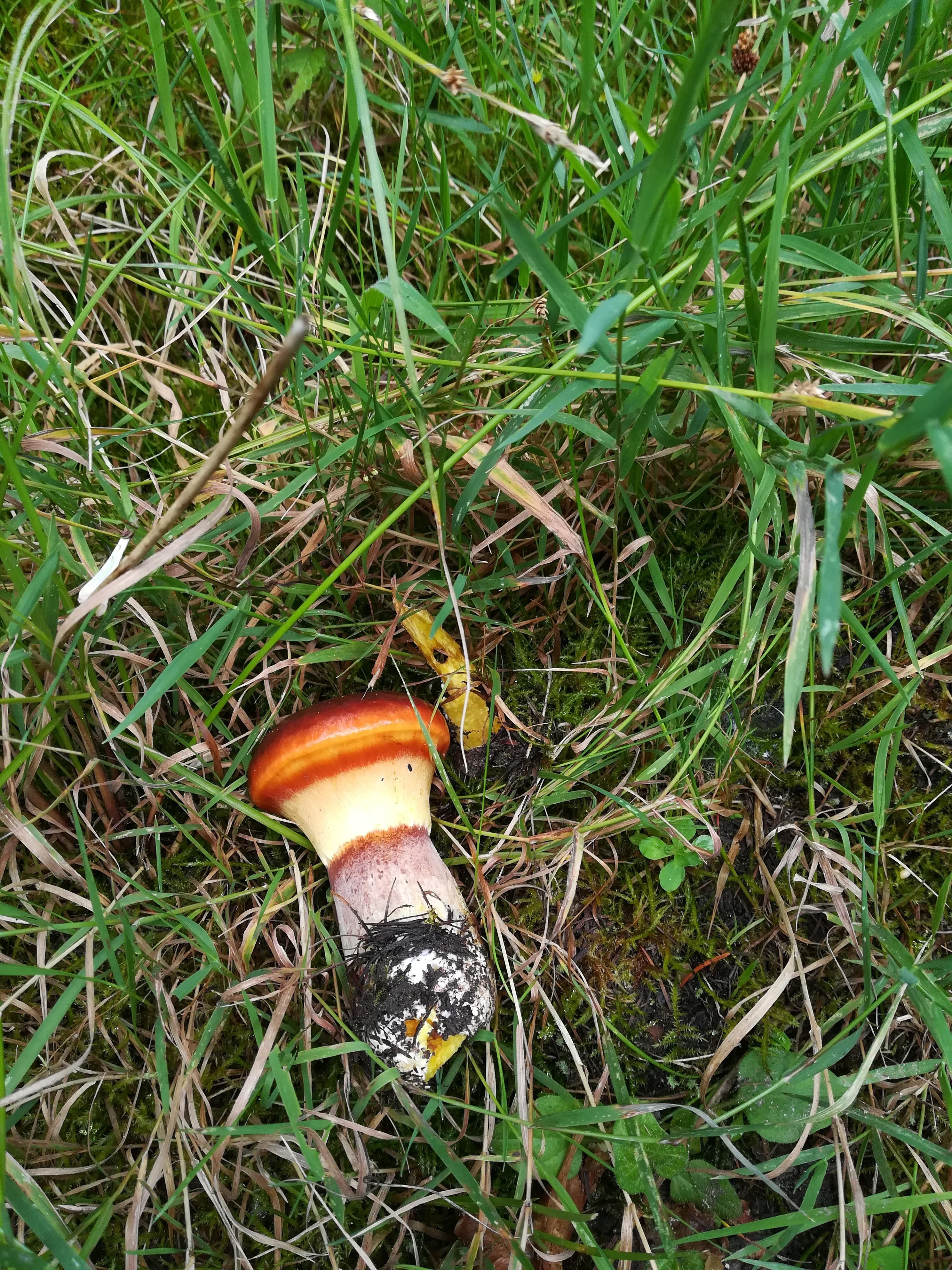 Goldröhrling