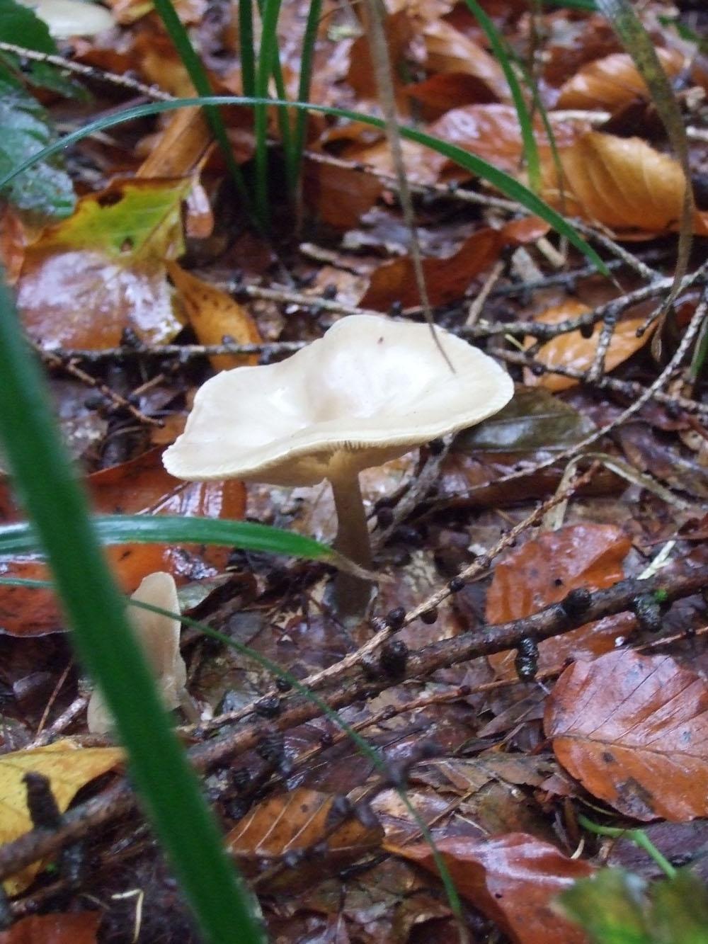 Feldtrichterling