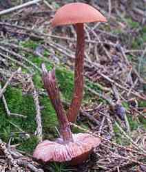 Braunroter Lacktrichterling