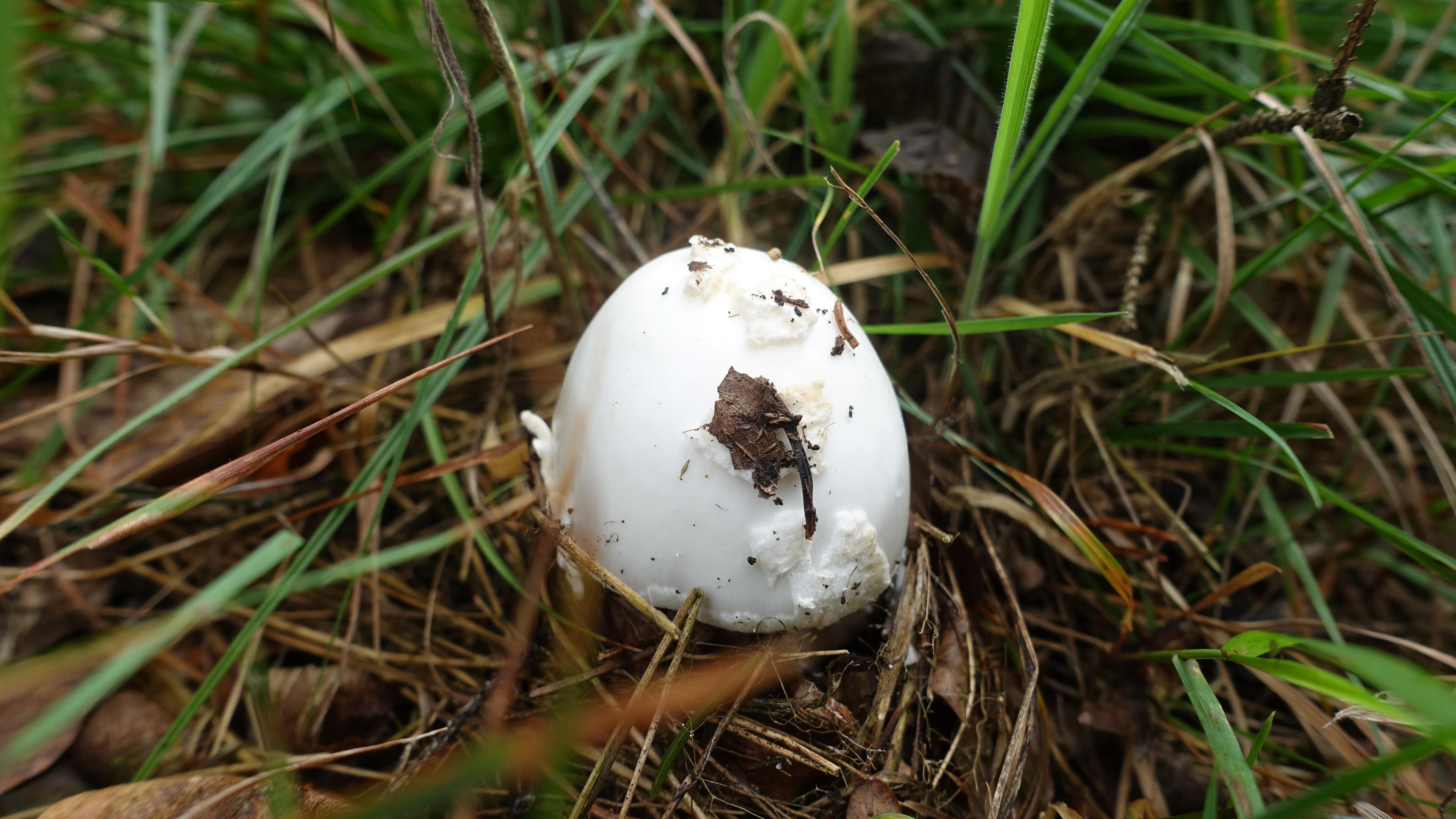 Weißer Knollenblätterpilz