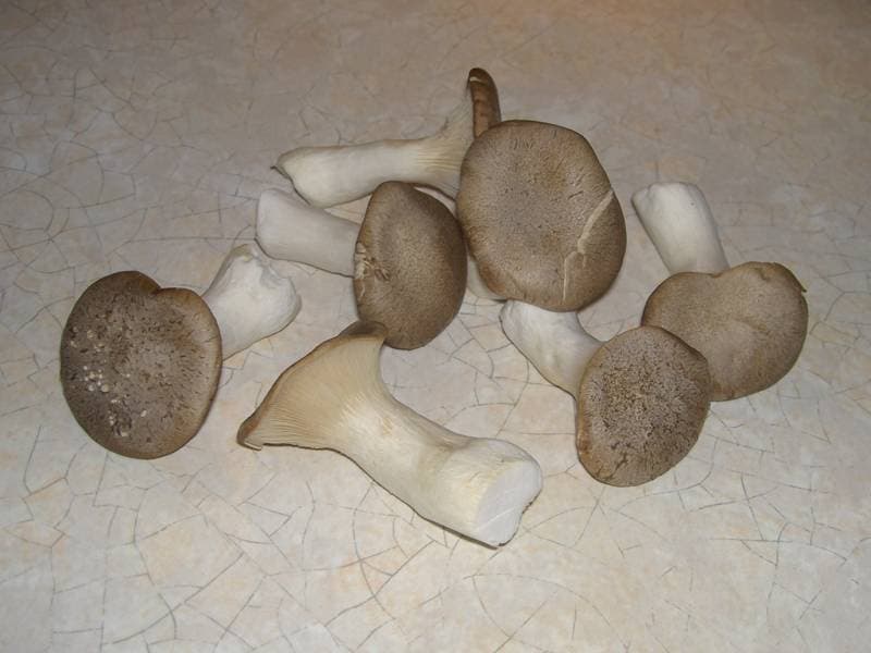 Kräuterseitling