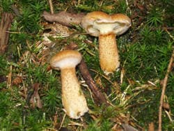 Hohlfußröhrling