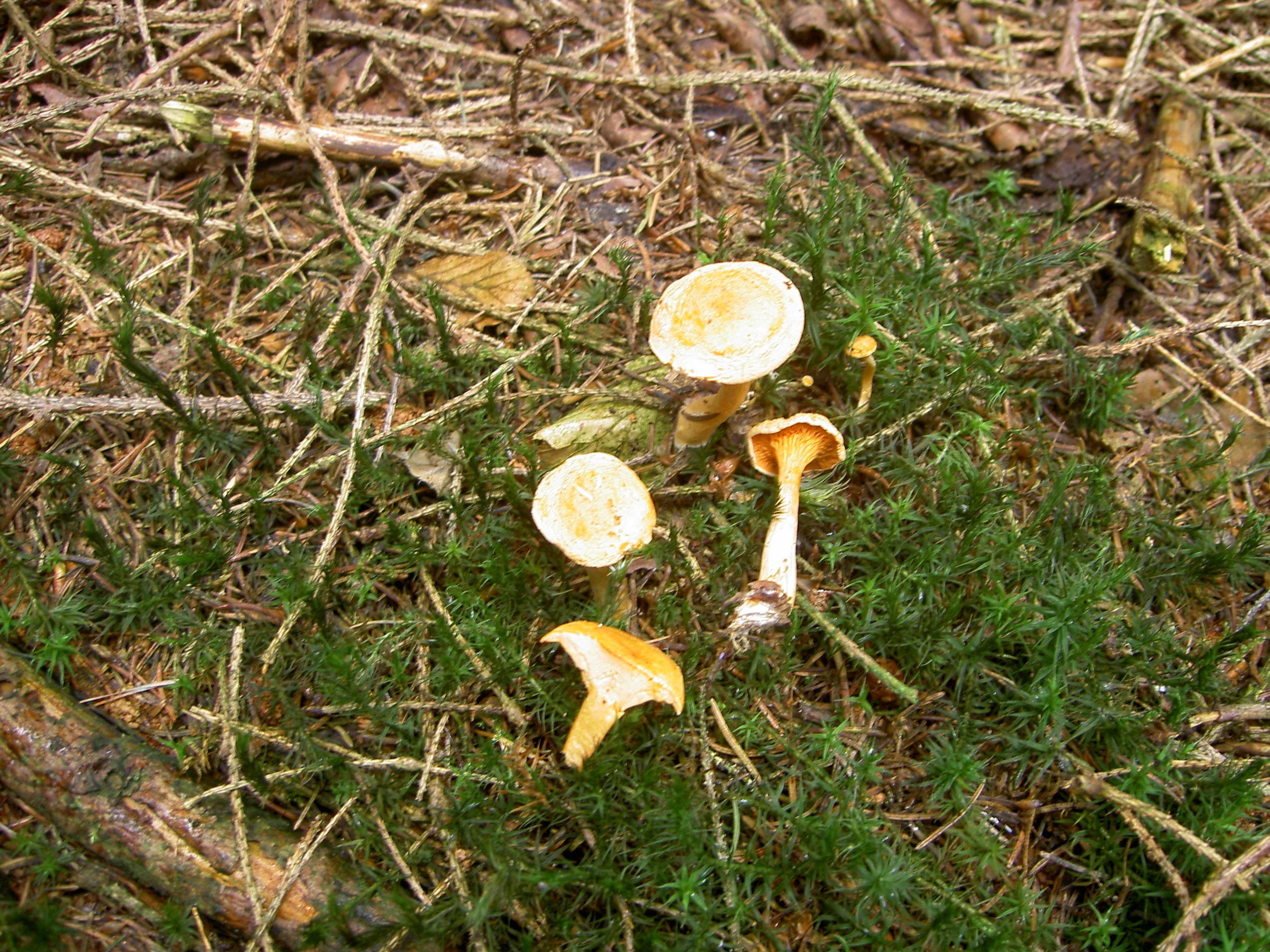 Falscher Pfifferling