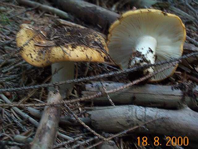 Ockertäubling