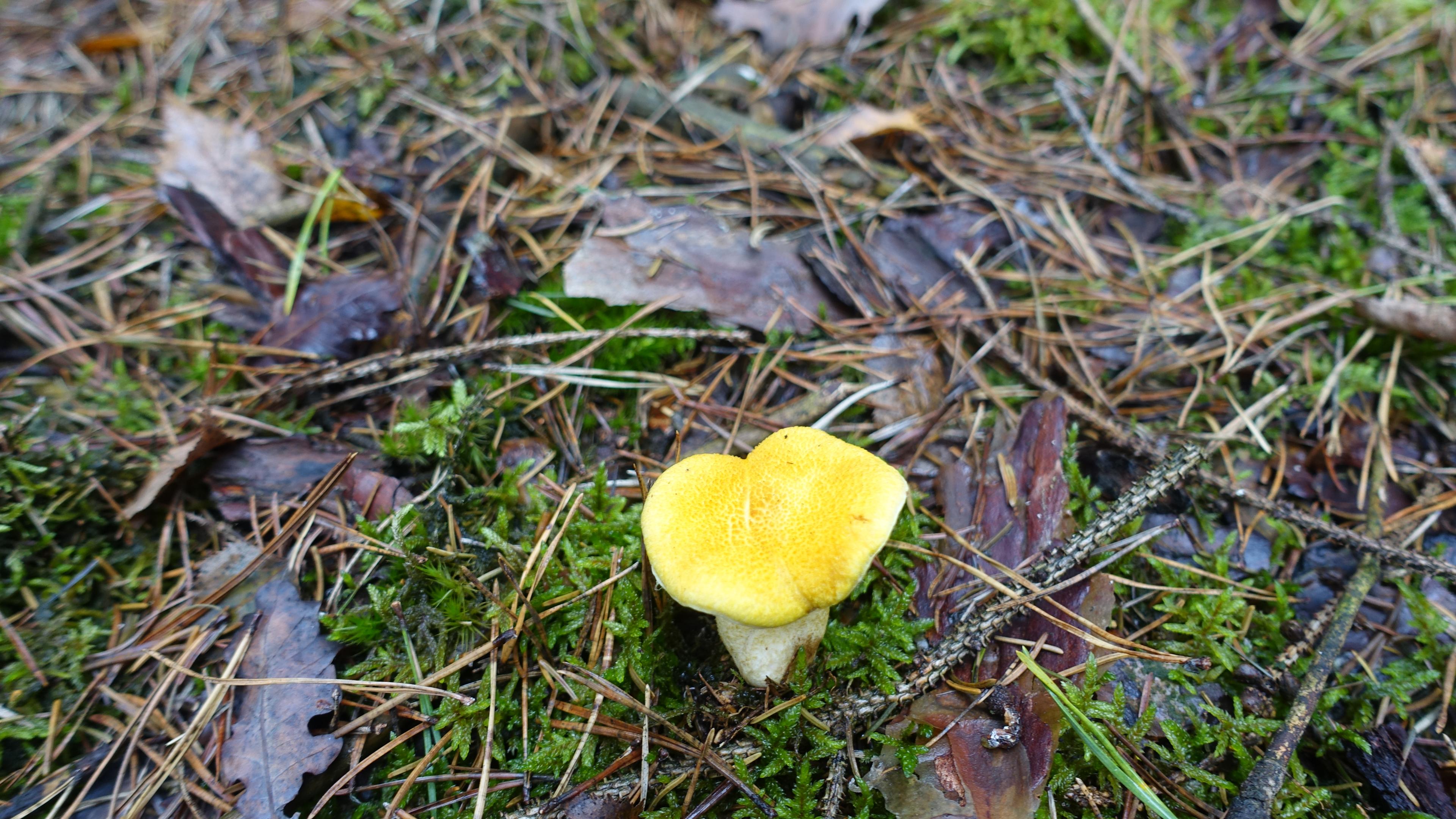 Gelber Hohlfußröhrling