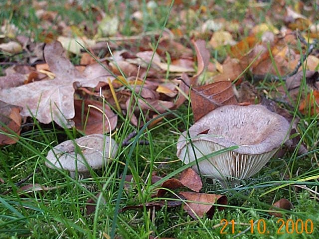 Anistrichterling