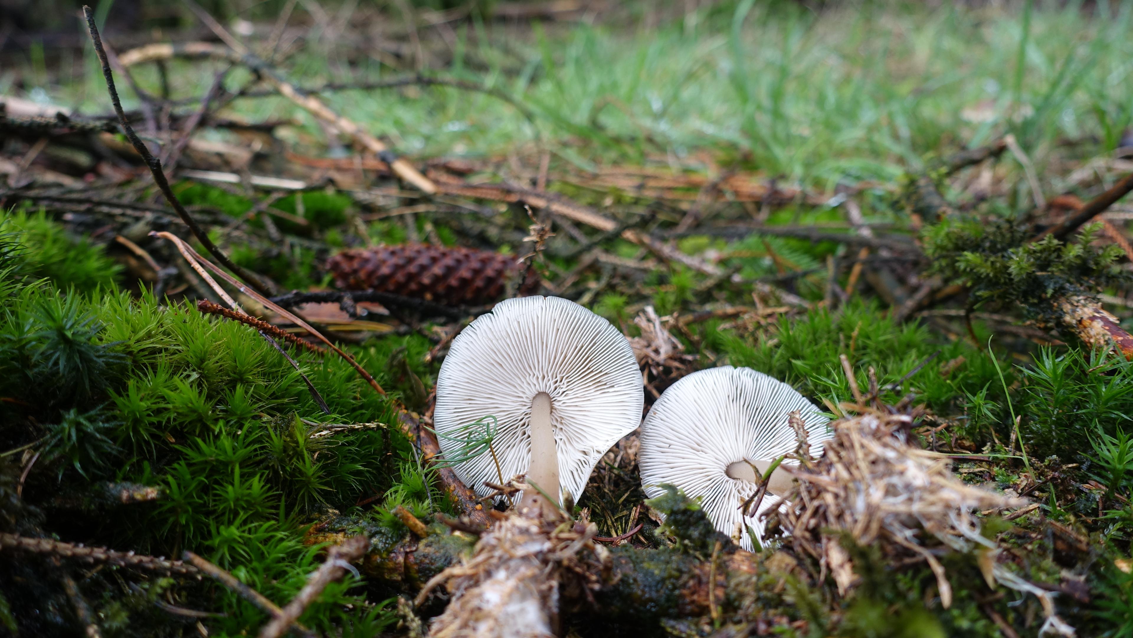 Horngrauer Rübling