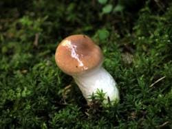 Großer Gelbfuß / Kuhmaul / Großer Schmierling